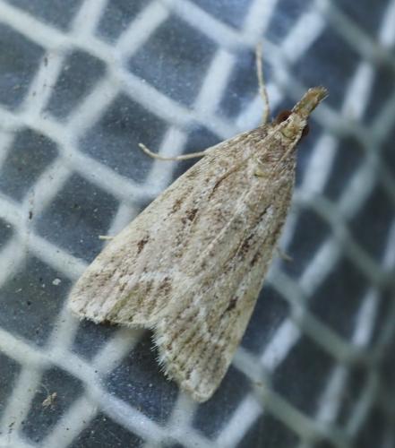 Réf. 258 714 : Eudonia pallida
